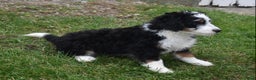 Mini Bernedoodle dogs for sale: Rubbles - Ad 3