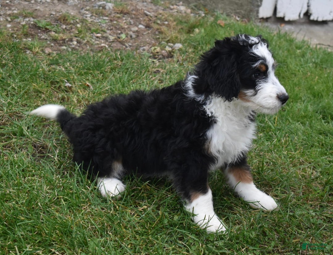 Mini Bernedoodle dogs for sale: Rubbles - Ad 3