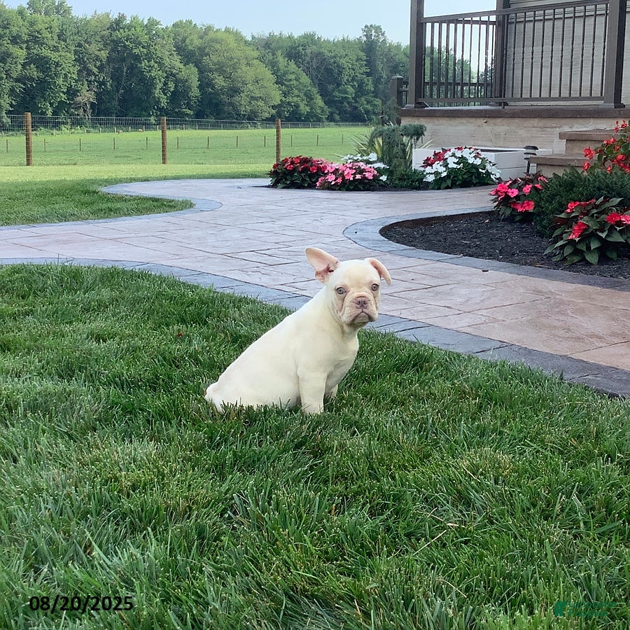 Dade County French Bulldog Puppies For Sale Craigslist English