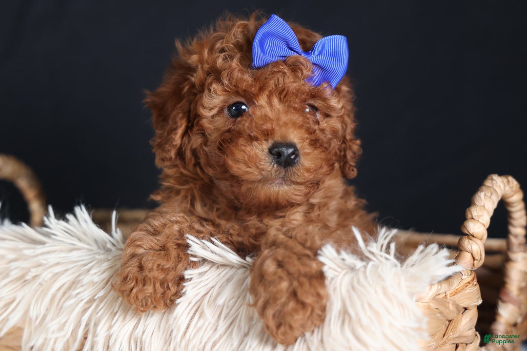Miniature Poodle dogs for sale: BAILEY - Ad 11