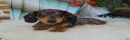 Miniature Dachshund dogs for sale: Trigger  - Ad 11
