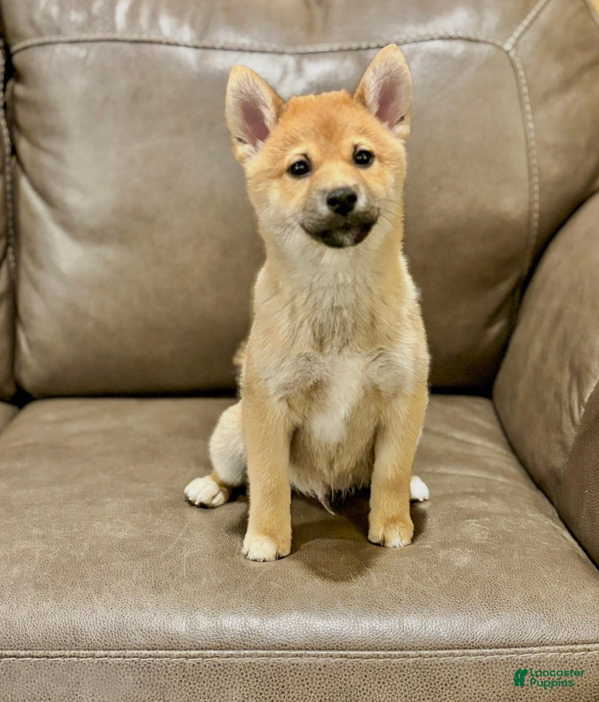 Shiba Inu dogs Joey - Ad 1