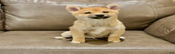 Shiba Inu dogs for sale: Joey - Ad 1