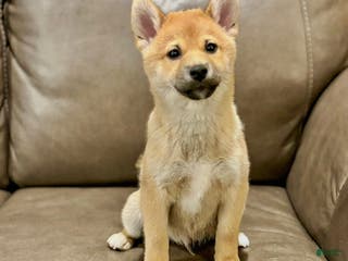 Shiba Inu dogs Joey - Ad 7