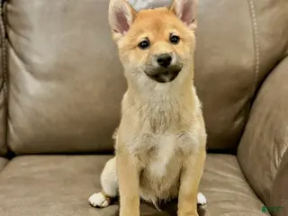 Shiba Inu dogs Joey - Ad 2