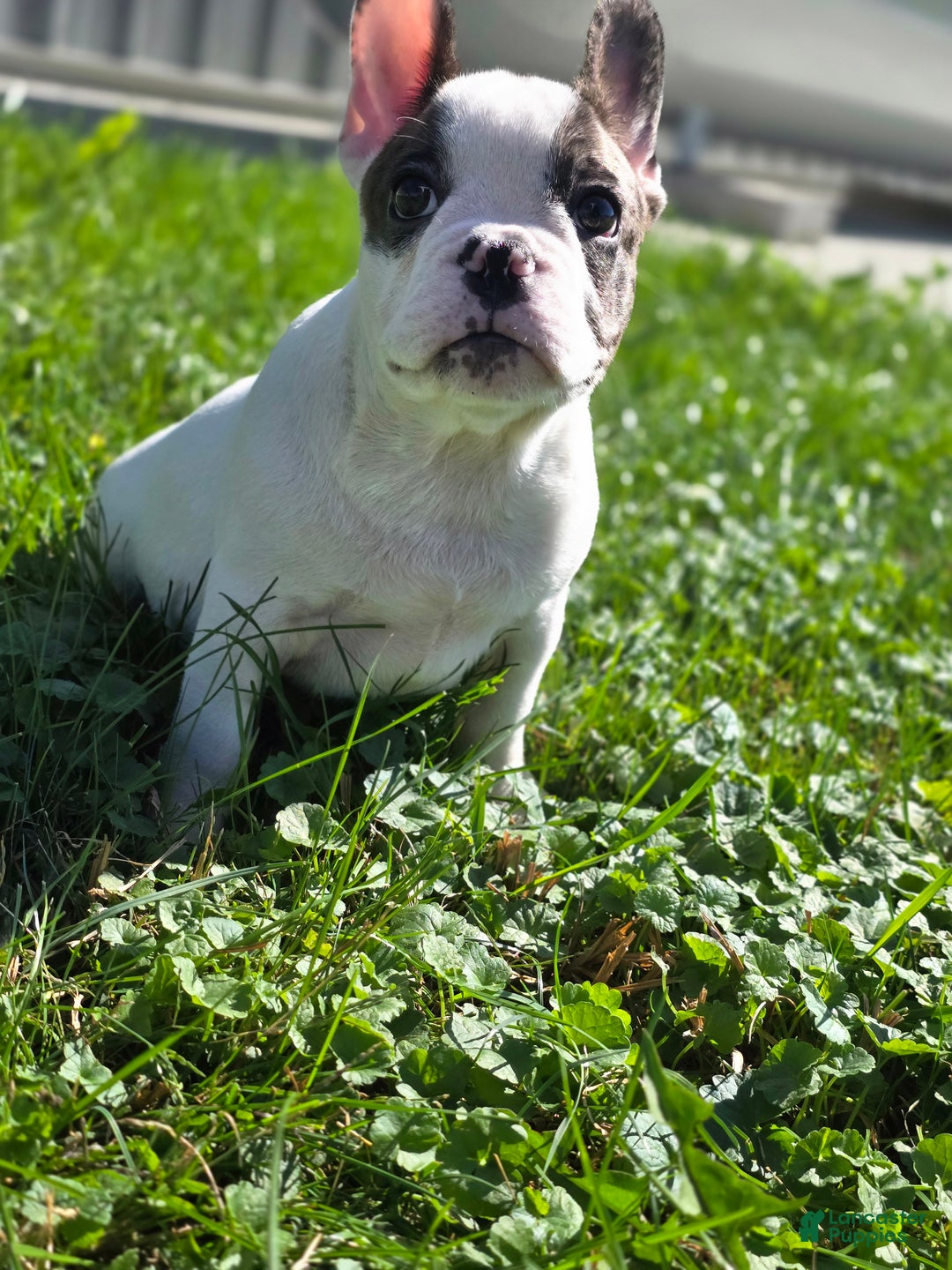 French Bulldog dogs for sale: Duncan - Ad 2