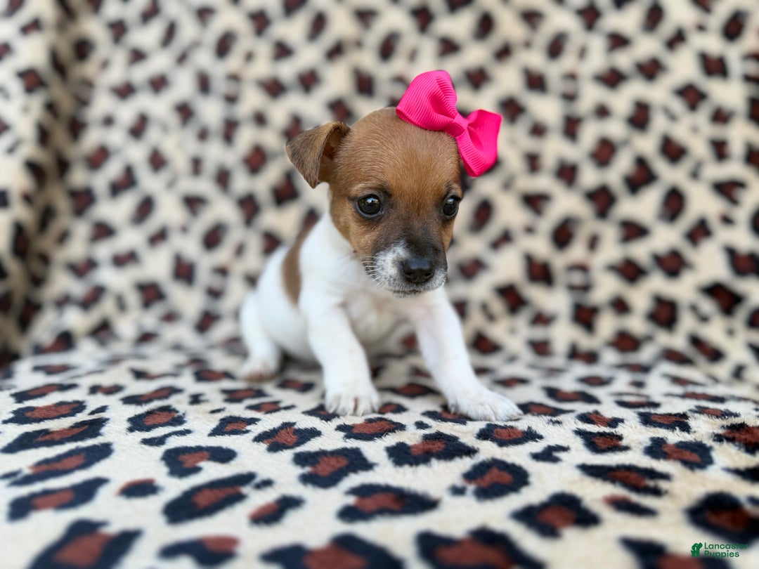 Jack Russell Terrier dogs for sale: Brooklynn - Ad 7