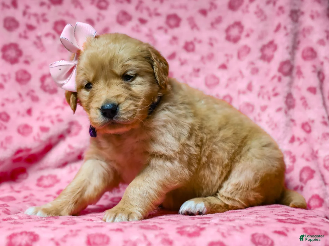 Golden Retriever dogs for sale: Dinah AKC Golden Retriever Pup - Ad 5