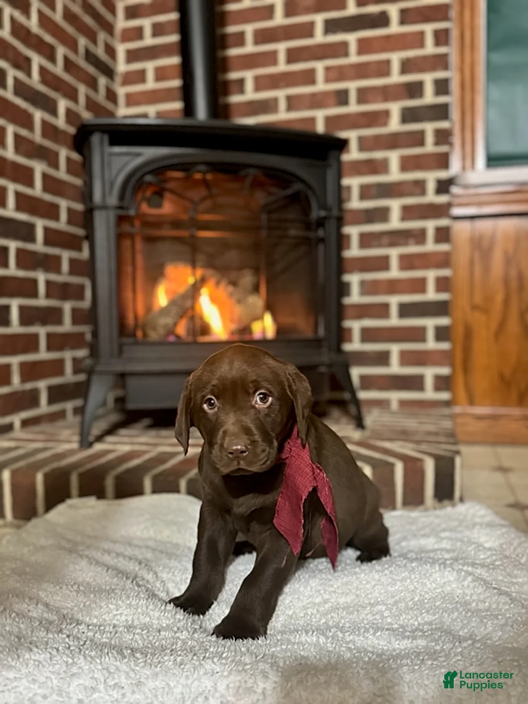Labrador Retriever dogs for sale: Blake  - Ad 3
