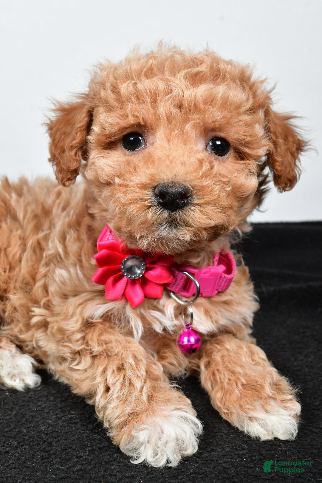 Maltipoo dogs for sale: Sally - Ad 3