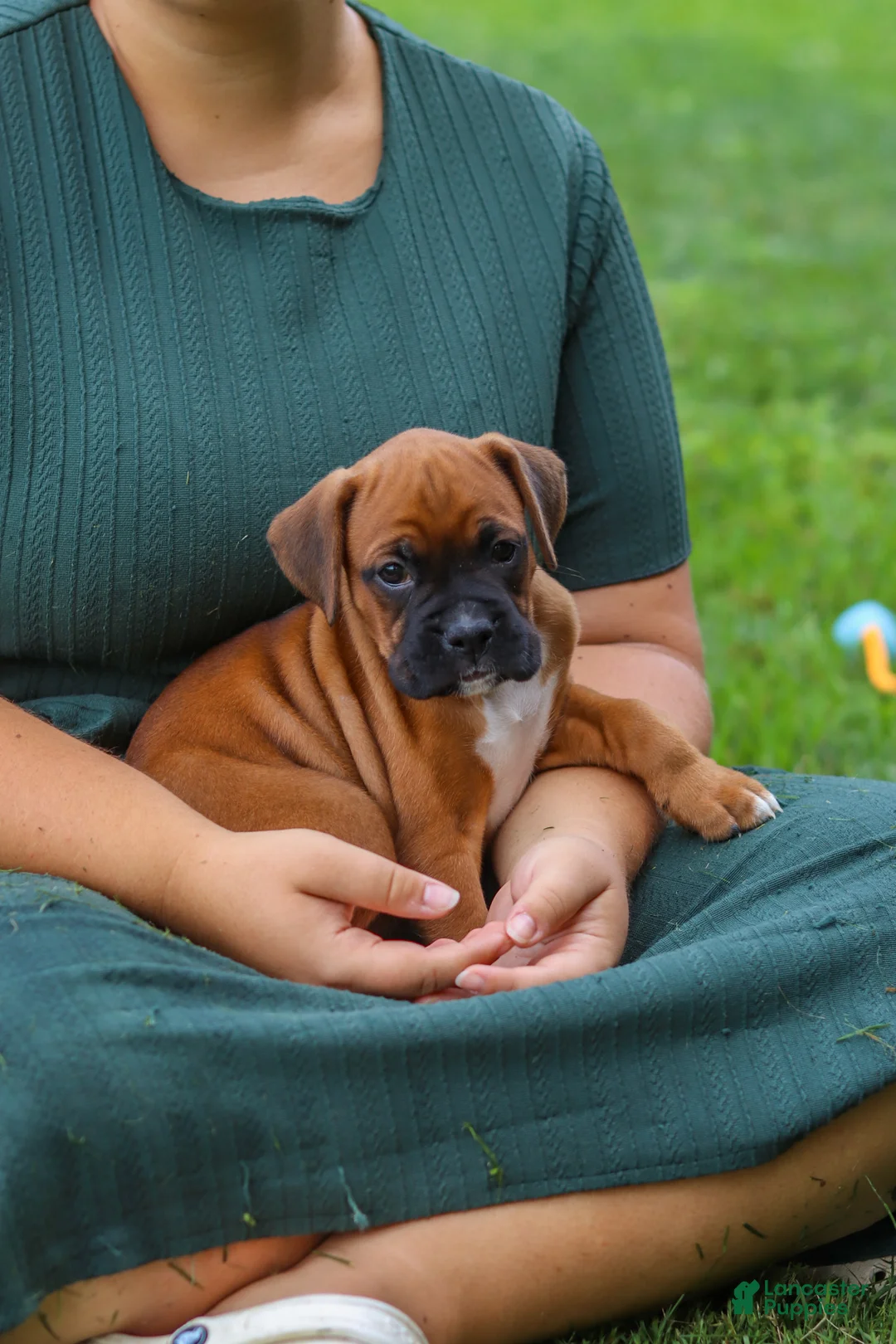 Boxer dogs for sale: Rascal - Ad 21