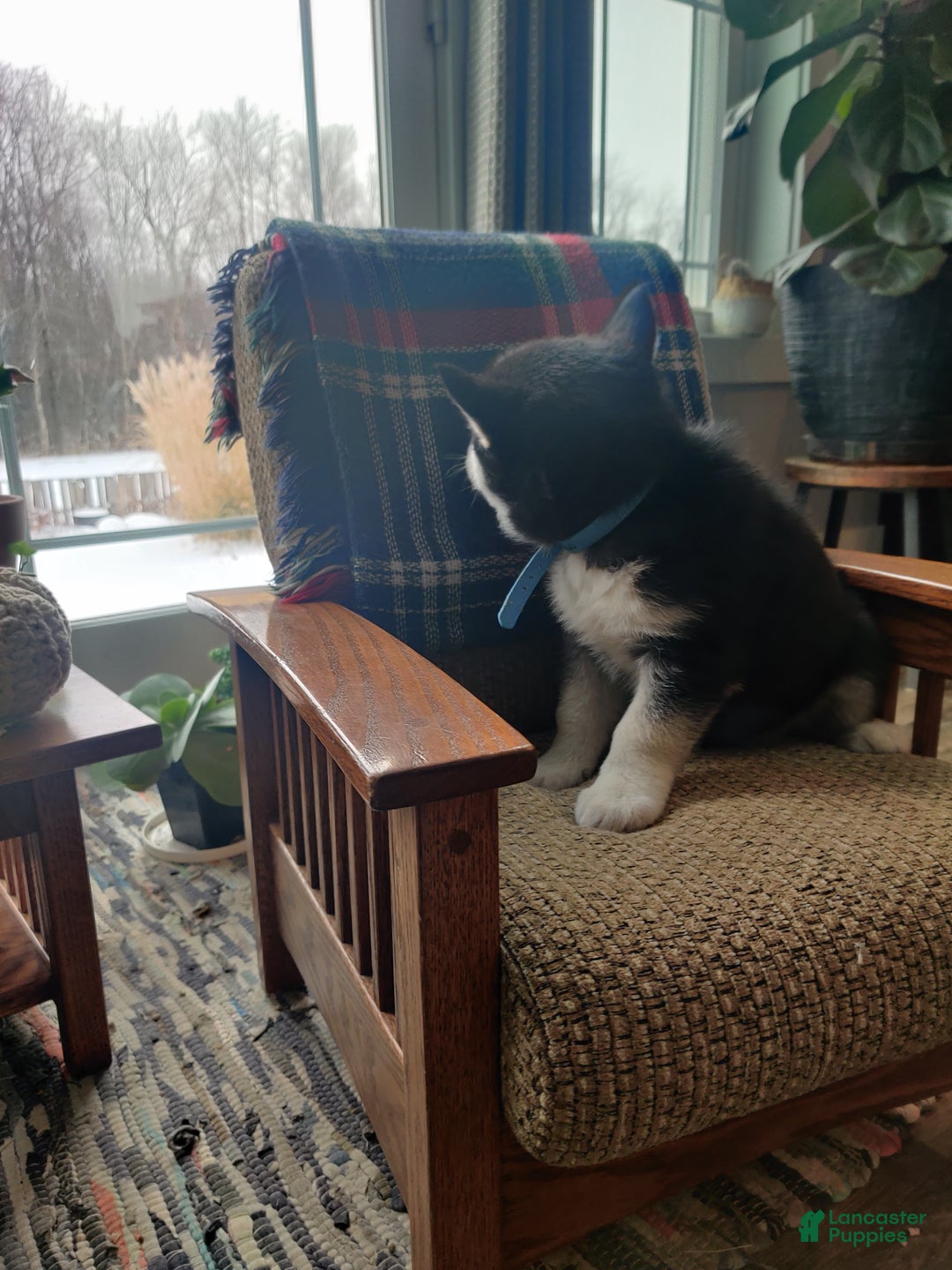 Siberian Husky dogs for sale: Aravis - Ad 3