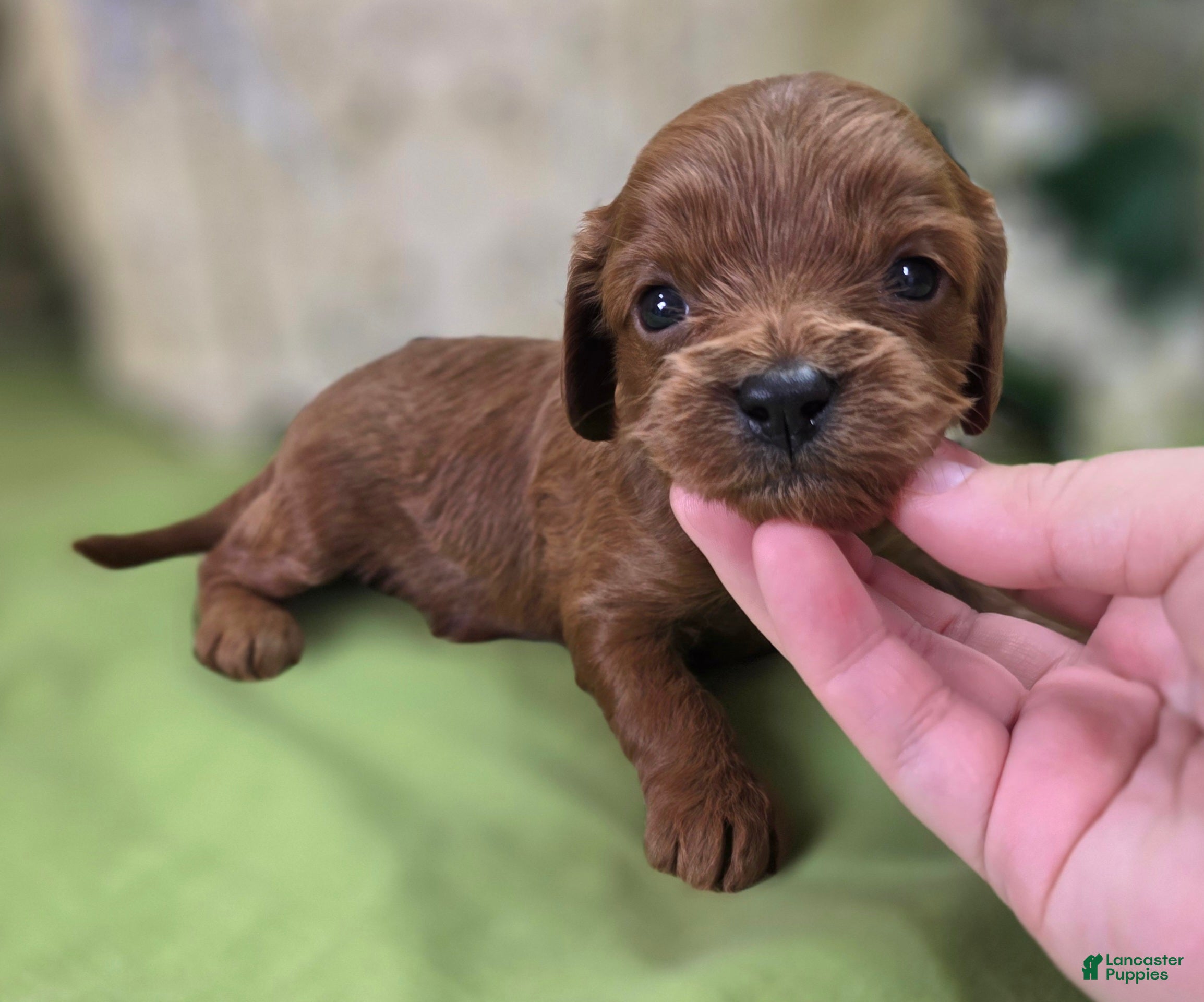 Cavapoo dogs Honeybee - Ad 16