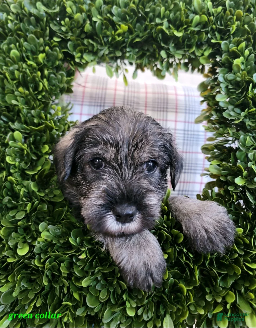 Standard Schnauzer dogs for sale: Leo - Ad 1