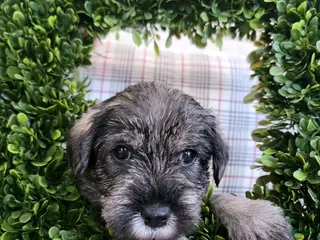 Standard Schnauzer dogs Leo - Ad 4