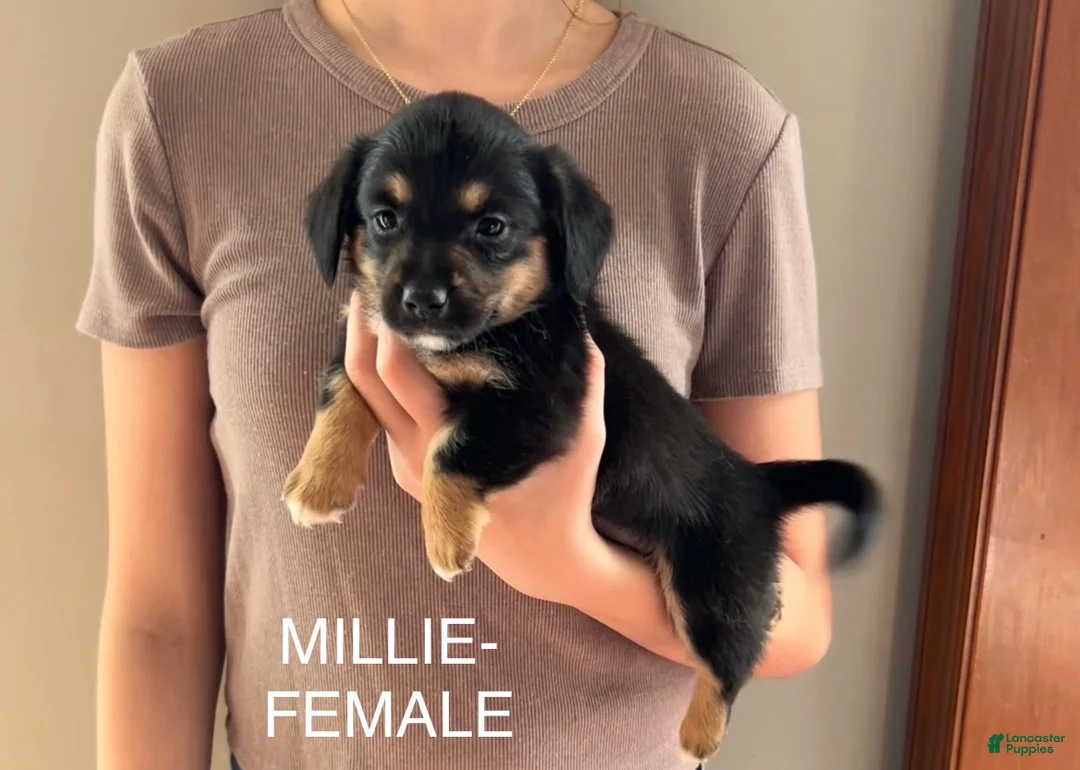 Mixed Breed dogs for sale: Millie - Ad 2
