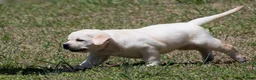 Labrador Retriever dogs for sale: Kellie - Ad 2