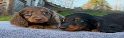 Miniature Dachshund dogs for sale: AKC female russian - Ad 5