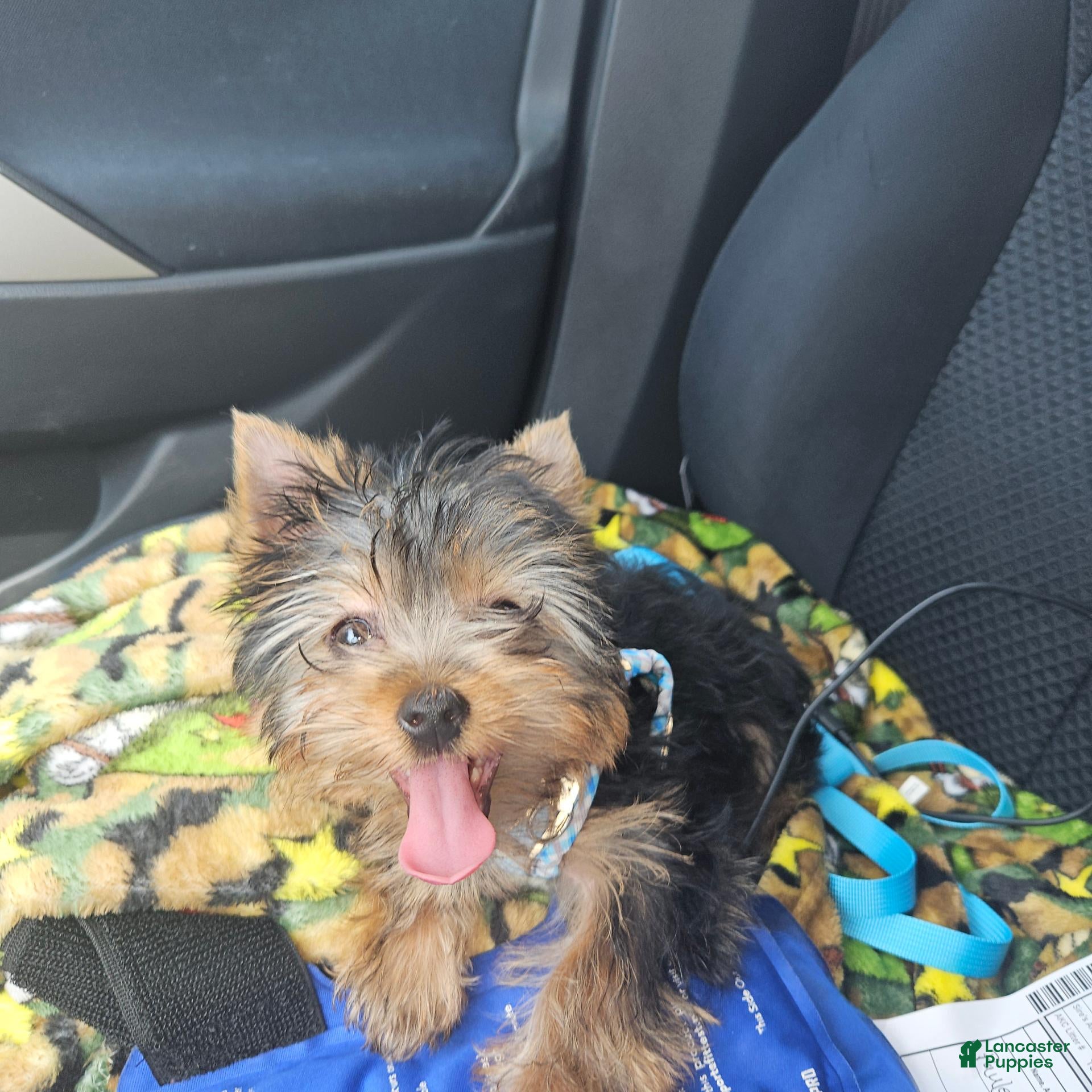 Yorkshire Terrier dogs AKC Spark - Ad 2