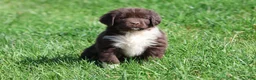 Newfoundland dogs for sale: Angel - Ad 4