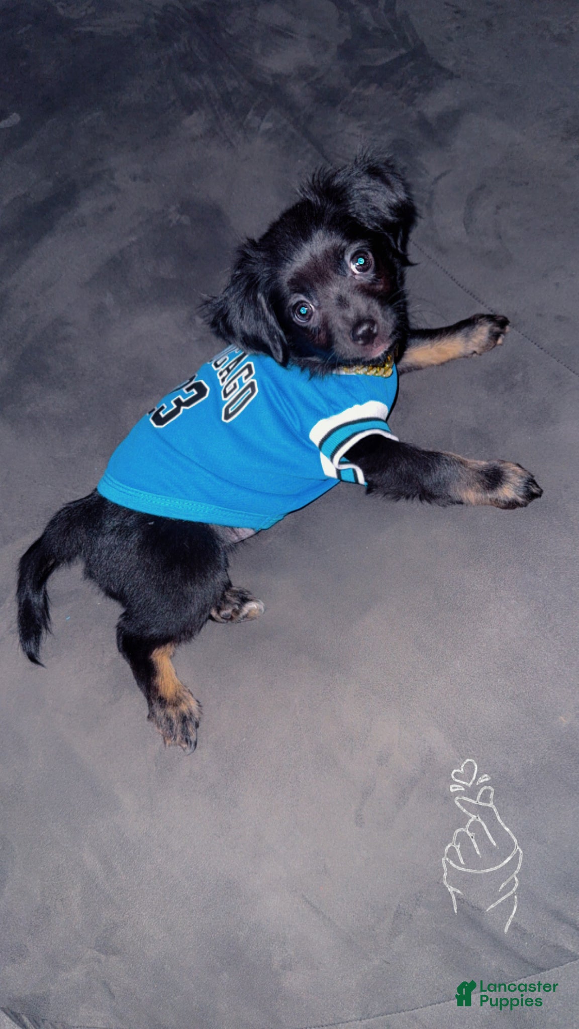 Mixed Breed dogs Mixed Breed Puppy 1 - Ad 5