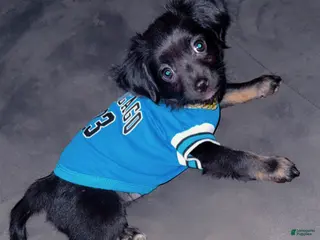 Mixed Breed dogs Mixed Breed Puppy 1 - Ad 5