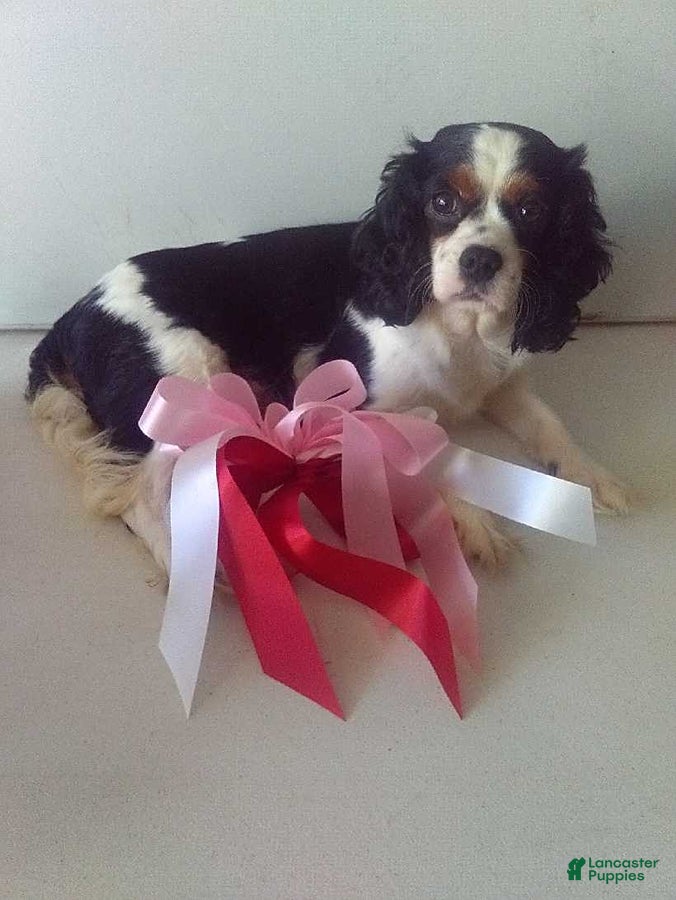 Cavalier King Charles Spaniel dogs Lucky - Ad 2