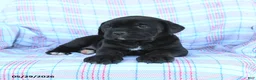 Cane Corso dogs for sale: Stella - Ad 3