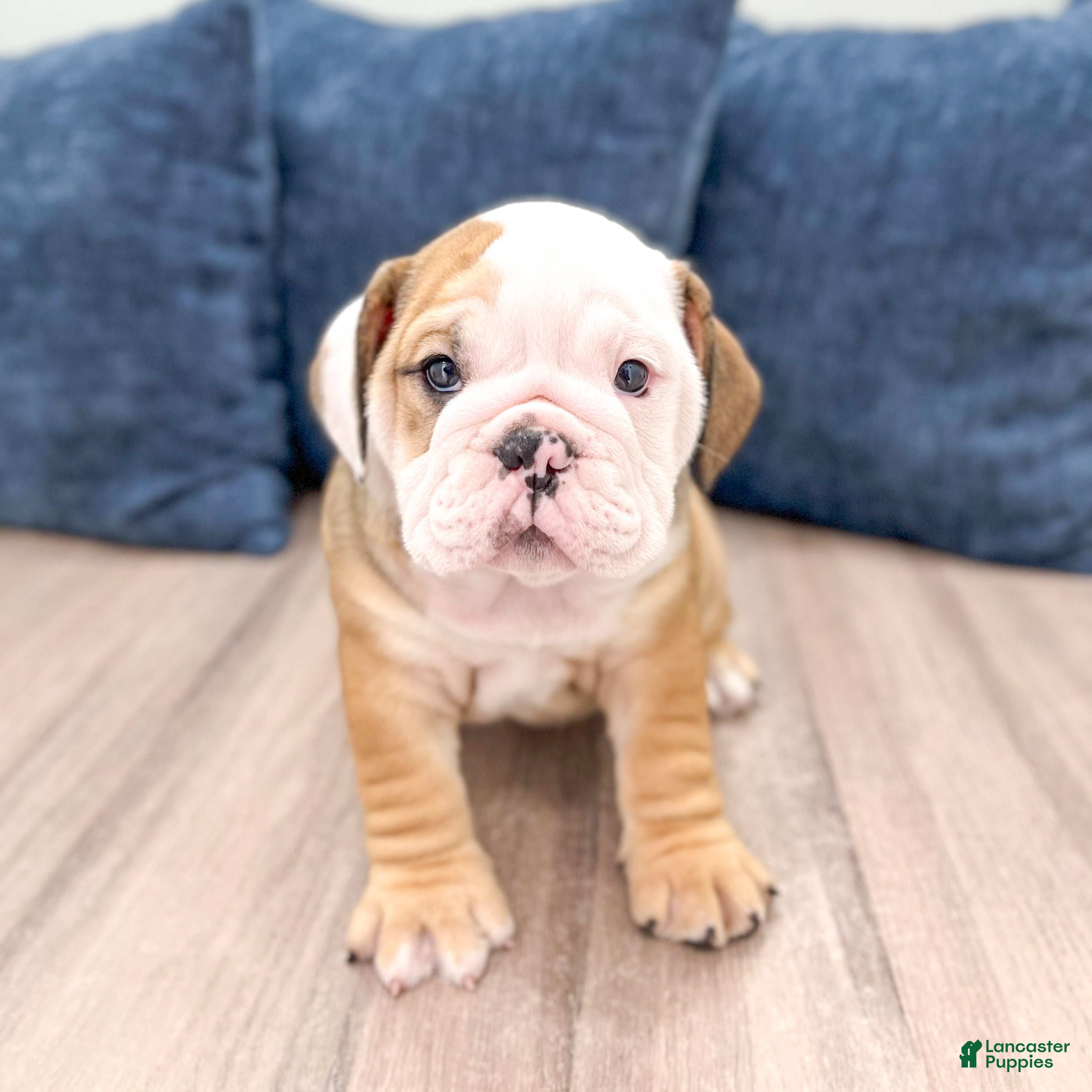 English Bulldog dogs Rubble - Ad 1