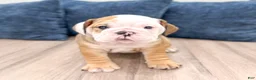 English Bulldog dogs for sale: Rubble - Ad 1