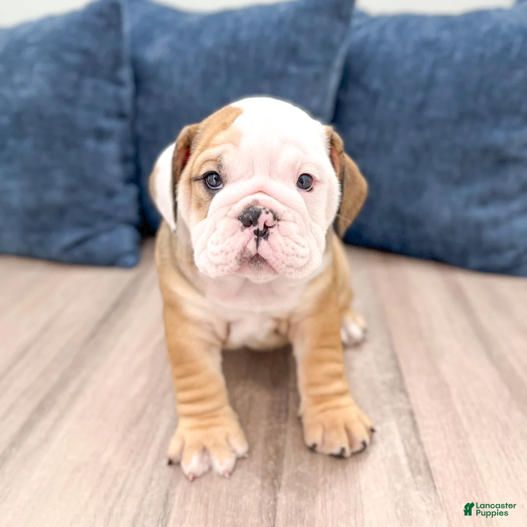 English Bulldog dogs for sale: Rubble - Ad 1