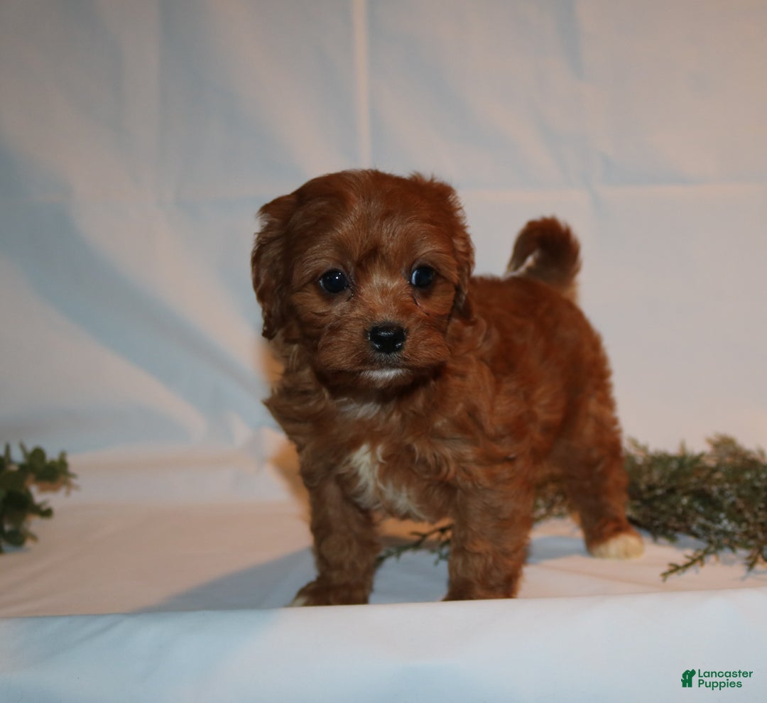Cavapoo dogs for sale: Stacey  - Ad 5