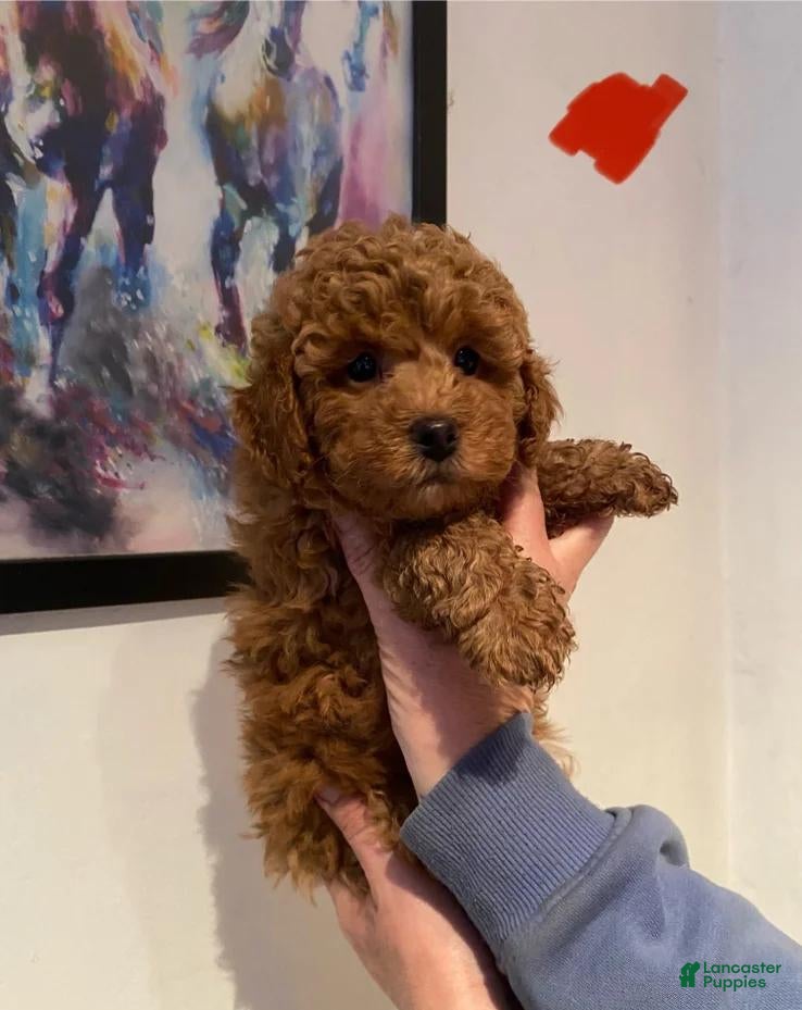 Toy Poodle dogs for sale: Luna - Ad 1