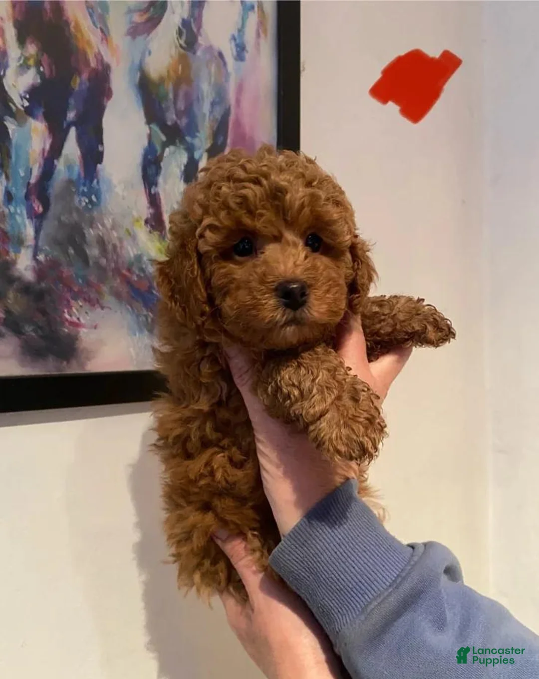 Toy Poodle dogs for sale: Luna - Ad 1