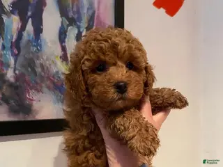 Toy Poodle dogs Luna - Ad 19