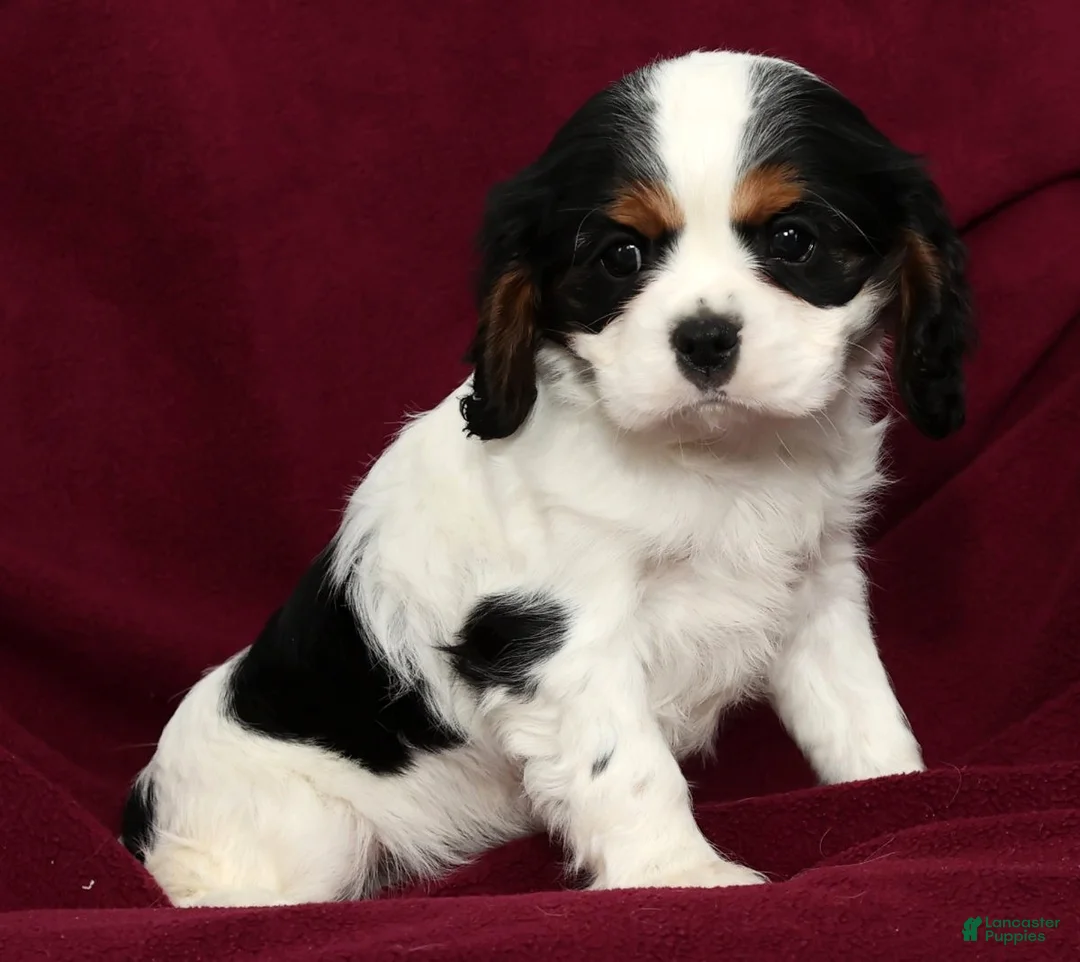 Cavalier King Charles Spaniel dogs for sale: Freddy - Ad 8