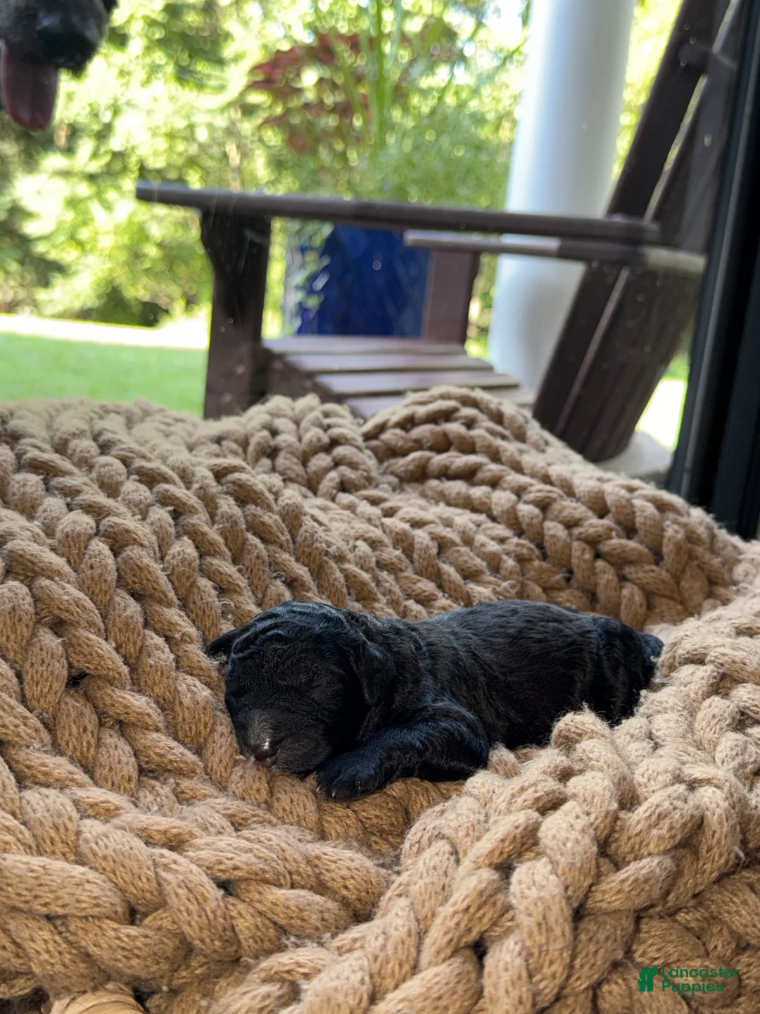 Bernedoodle dogs for sale: Nova - Ad 2