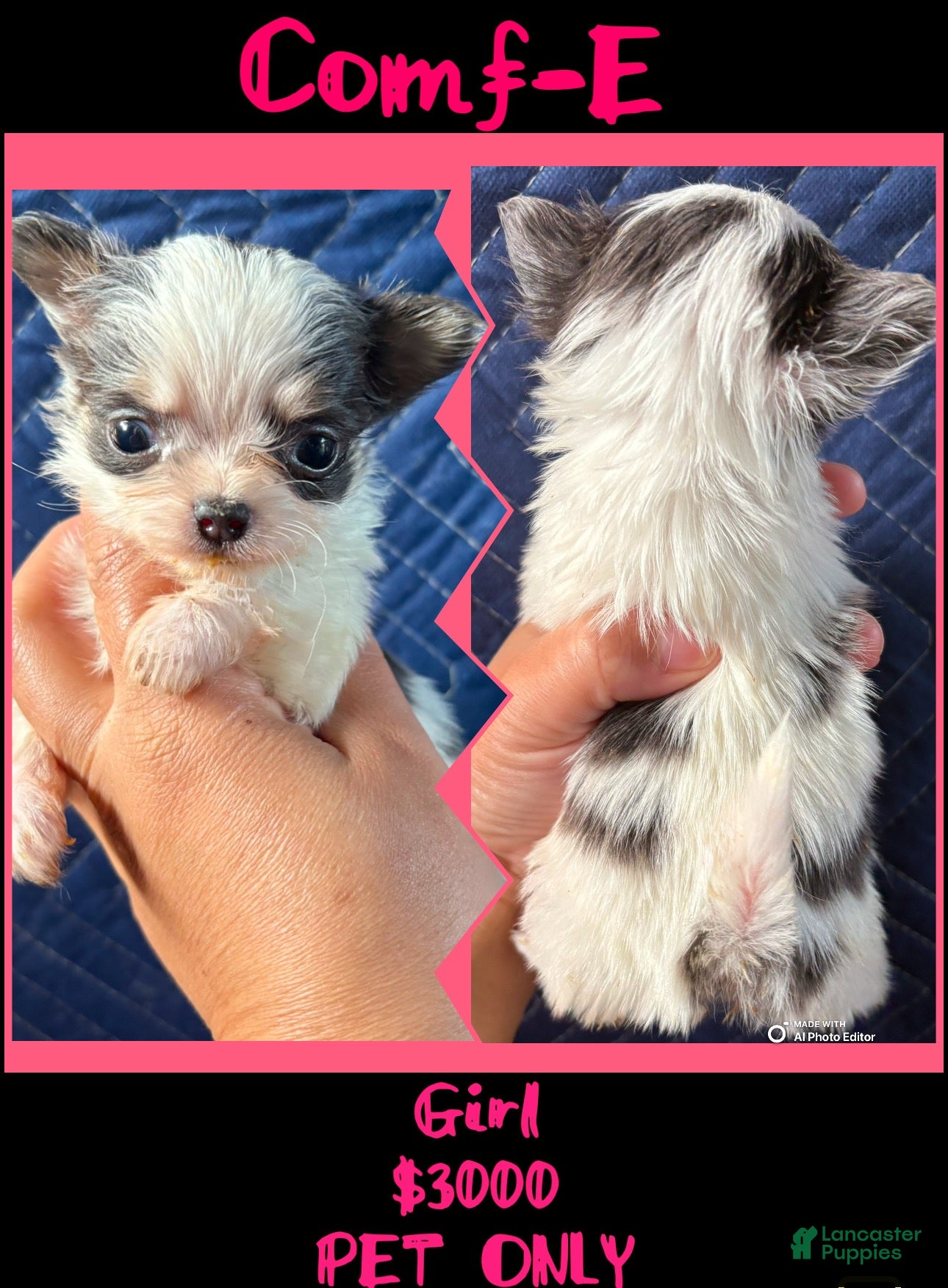 Chihuahua dogs  Comf-E - Ad 4