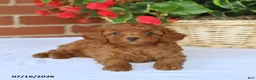 Toy Poodle dogs for sale: Teddy - Ad 4