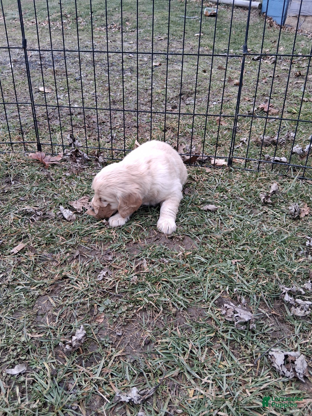 Golden Retriever dogs for sale: Juliette  - Ad 2