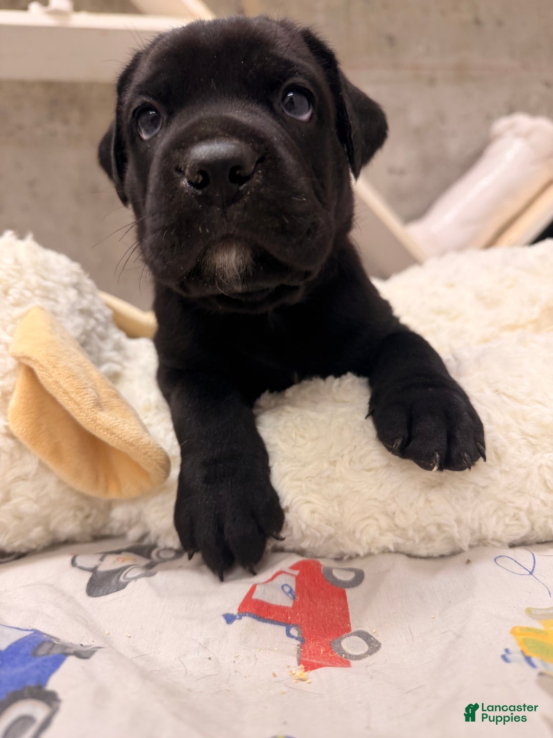 Cane Corso dogs for sale: Cane Corso Puppy 4 - Ad 11
