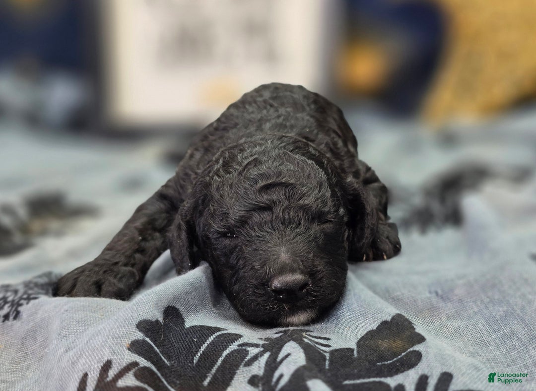 Cockapoo dogs for sale: Bell - Ad 8