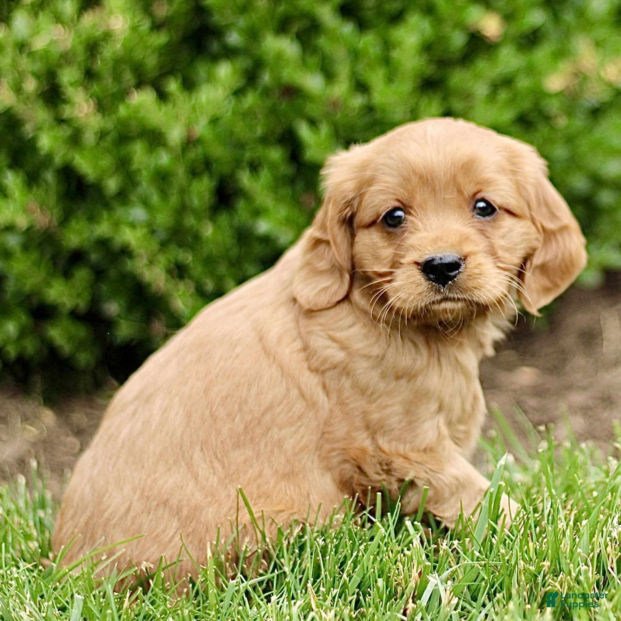 Miniature Golden Retriever dogs Tiffany  - Ad 2