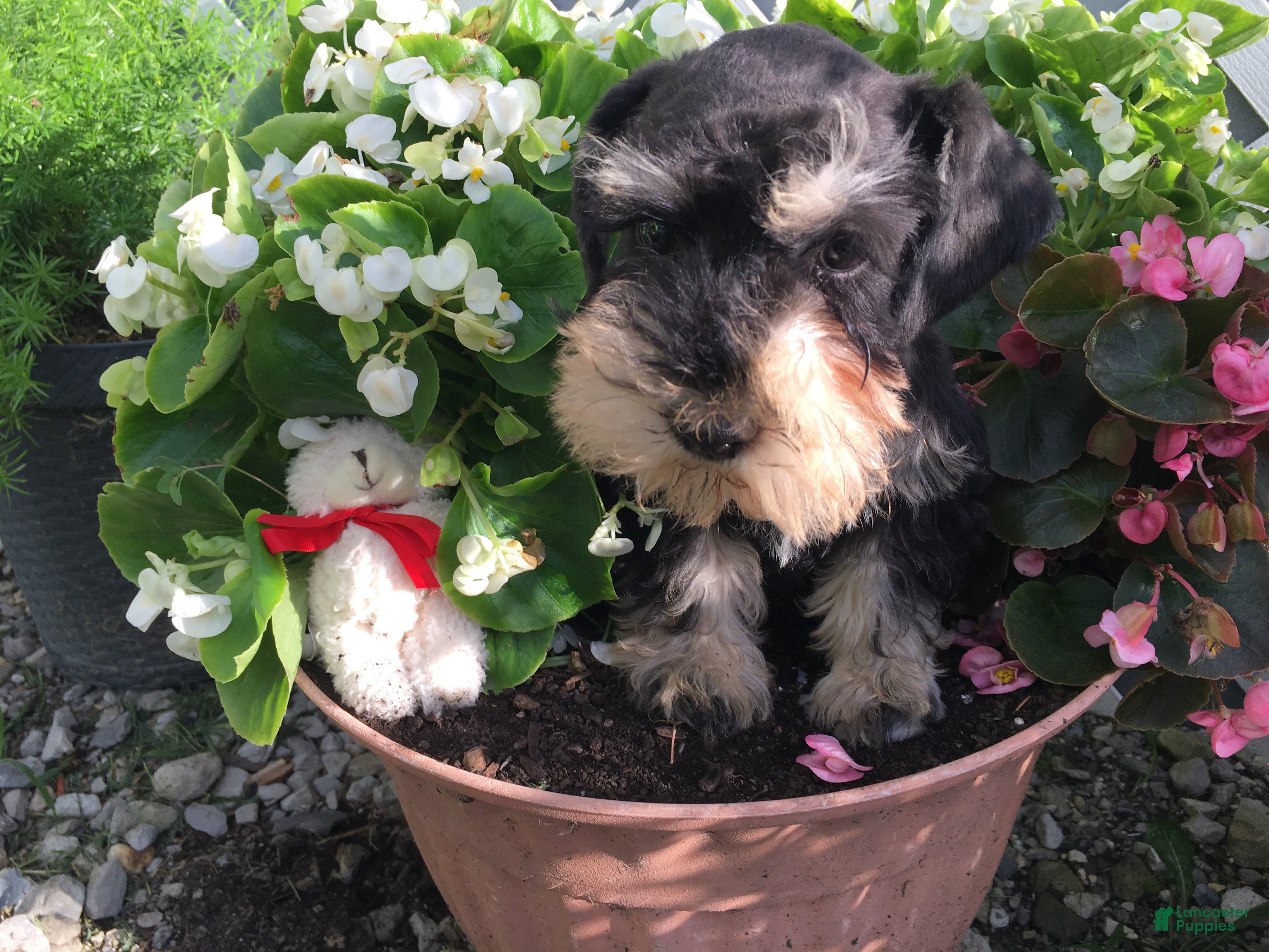 Miniature Schnauzer dogs Schuyler - Ad 1
