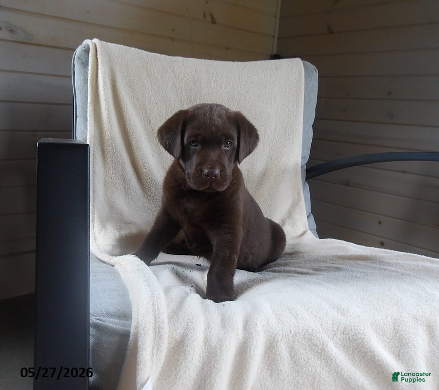 Labrador Retriever dogs Ruger - Ad 1