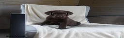 Labrador Retriever dogs for sale: Ruger - Ad 1