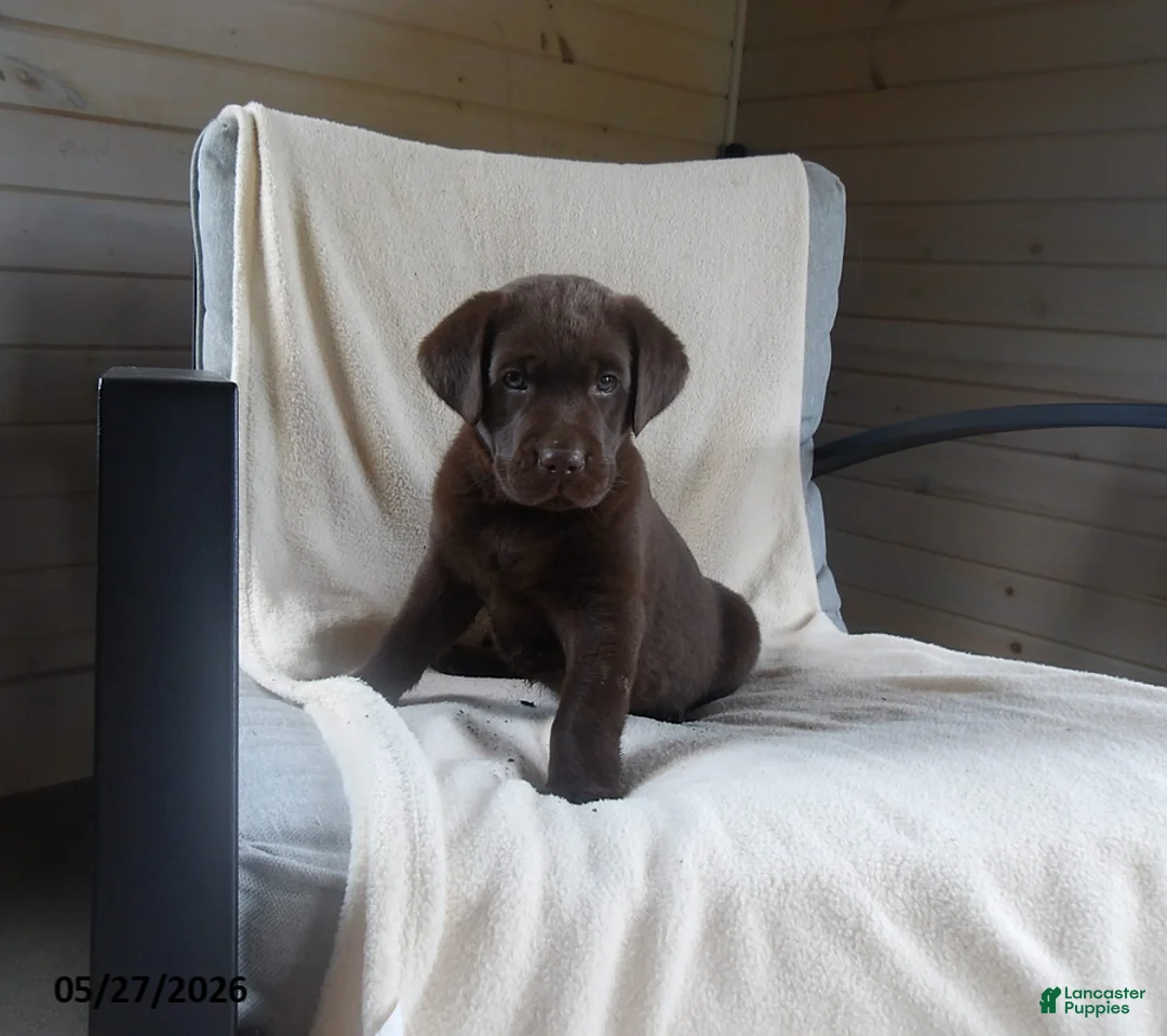 Labrador Retriever dogs for sale: Ruger - Ad 1