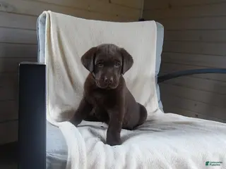 Labrador Retriever dogs for sale: Ruger - Ad 4