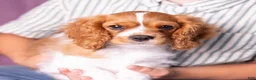 Cavalier King Charles Spaniel dogs for sale: Oswald - Ad 4