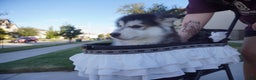 Alaskan Malamute dogs for sale: Xiao Hong - Ad 16